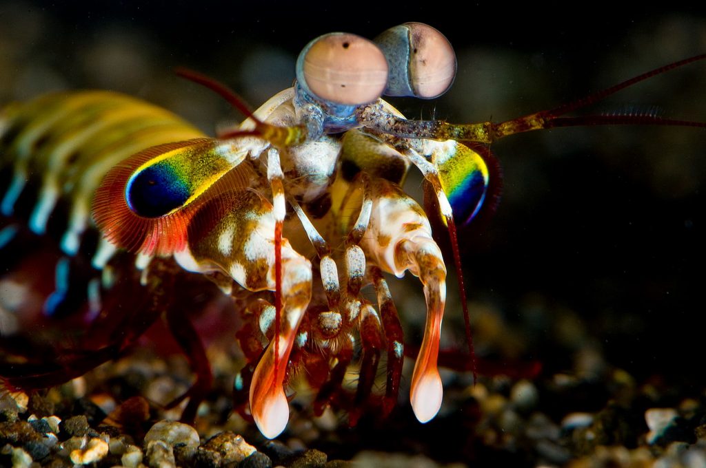 Mantis shrimp in sea. Made possible by Screen Queensland.