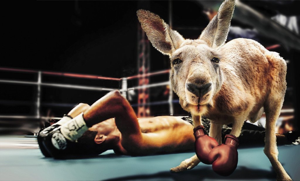 Kangaroo in boxing gloves next to defeated opponent