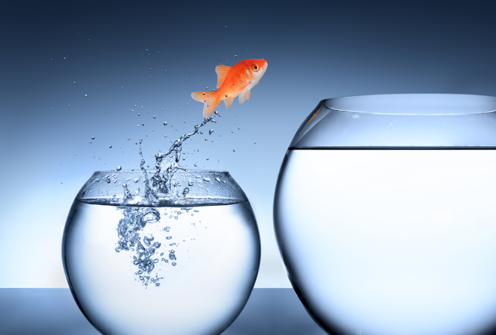 A goldfish jumps from one fishbowl to another, larger bowl.