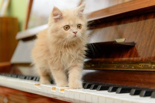 Persian kitten on piano keyboard