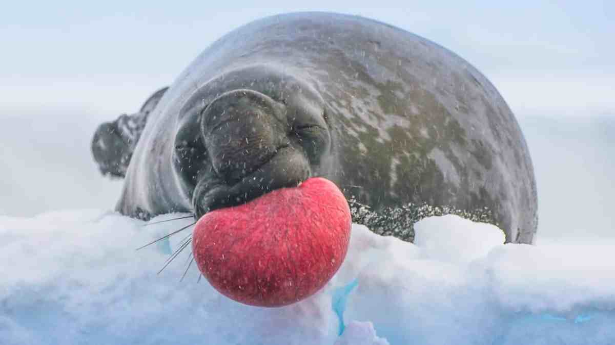 Frozen Planet Ii. Image: Binge/Bbc