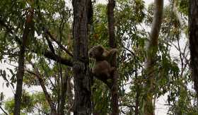 The Koalas. Image: Documentary Australia