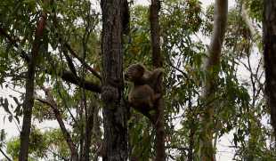 The Koalas. Image: Documentary Australia