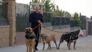 Cesar Milan: Better Human Better Dog. Image: National Geographic/Disney+