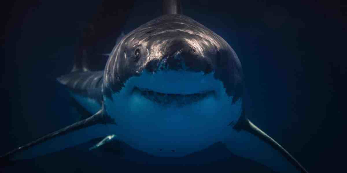 Shark. Image: Canva