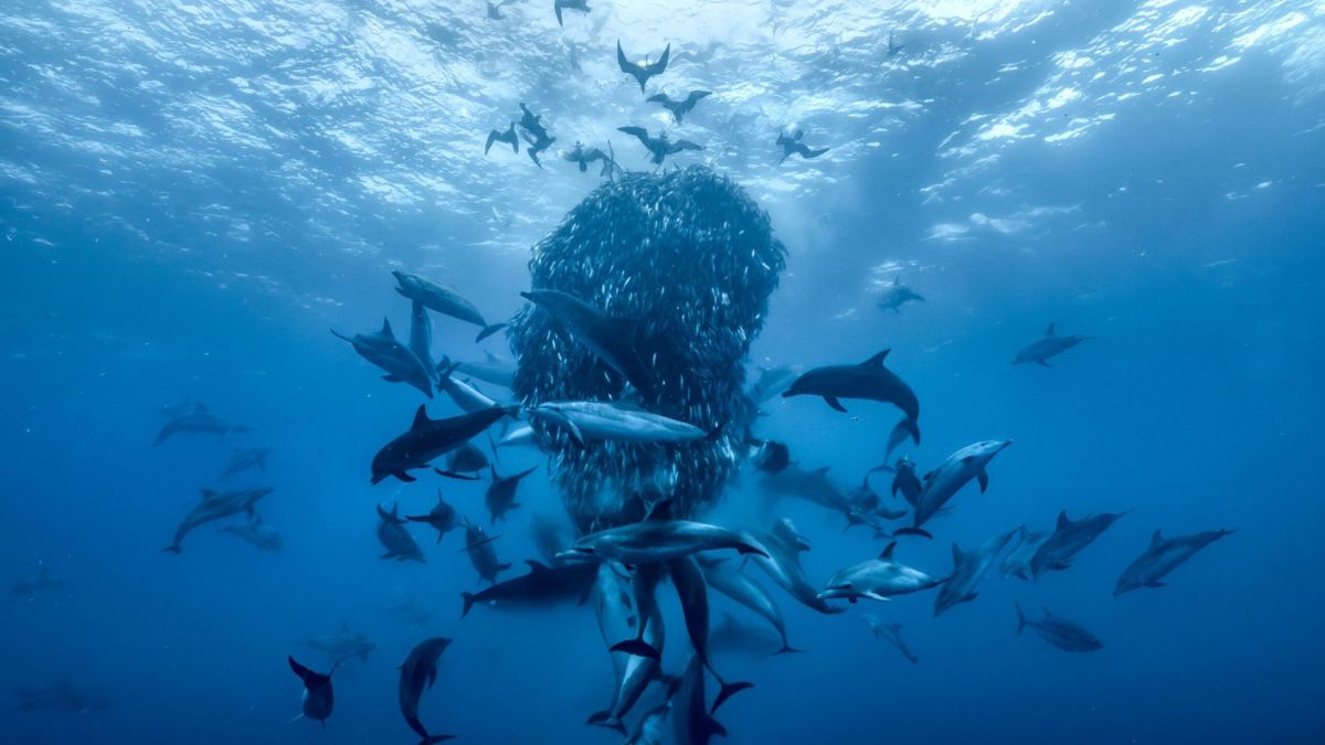 Ocean With David Attenborough. Image: Silverback Films/Open Planet Studios. New Movies In May.