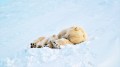 The Arctic 66.5 Degrees North. Image: BritBox.