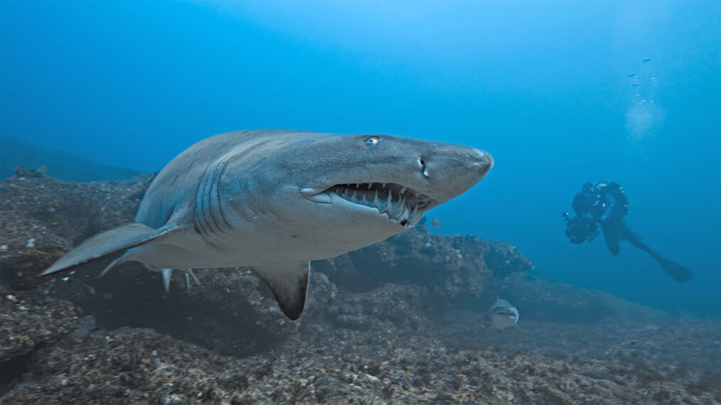 Sharks Up Close With Bertie Gregory. Image: Disney+. 5 Best New Films.