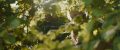 The Magic Faraway Tree. Image: VVS Films