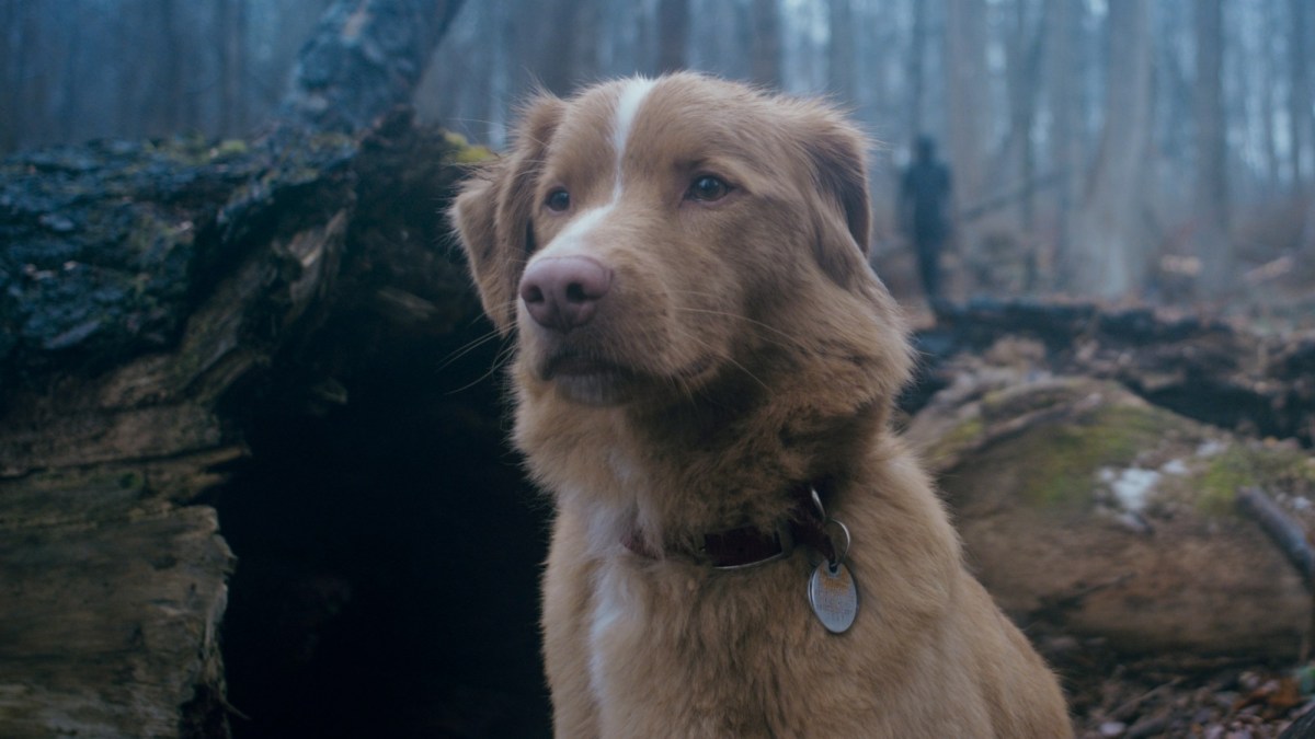 Good Boy. Image: Ifc.