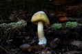 Revealed – Death Cap Murders. Image: Catherine Marciniak / Planet Fungi. Streaming on Stan.