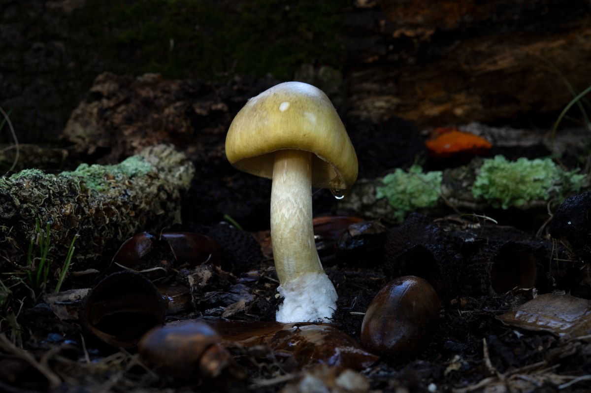 Revealed – Death Cap Murders. Image: Catherine Marciniak / Planet Fungi. Streaming on Stan.