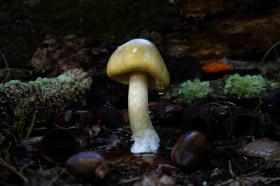 Revealed – Death Cap Murders. Image: Catherine Marciniak / Planet Fungi. Streaming on Stan.