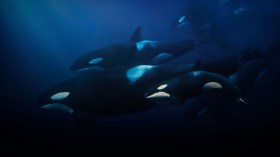 Killer Whale: Australia's Megapod. Image: ABC. Streaming on ABC iview.