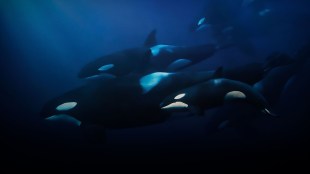 Killer Whale: Australia's Megapod. Image: ABC. Streaming on ABC iview.