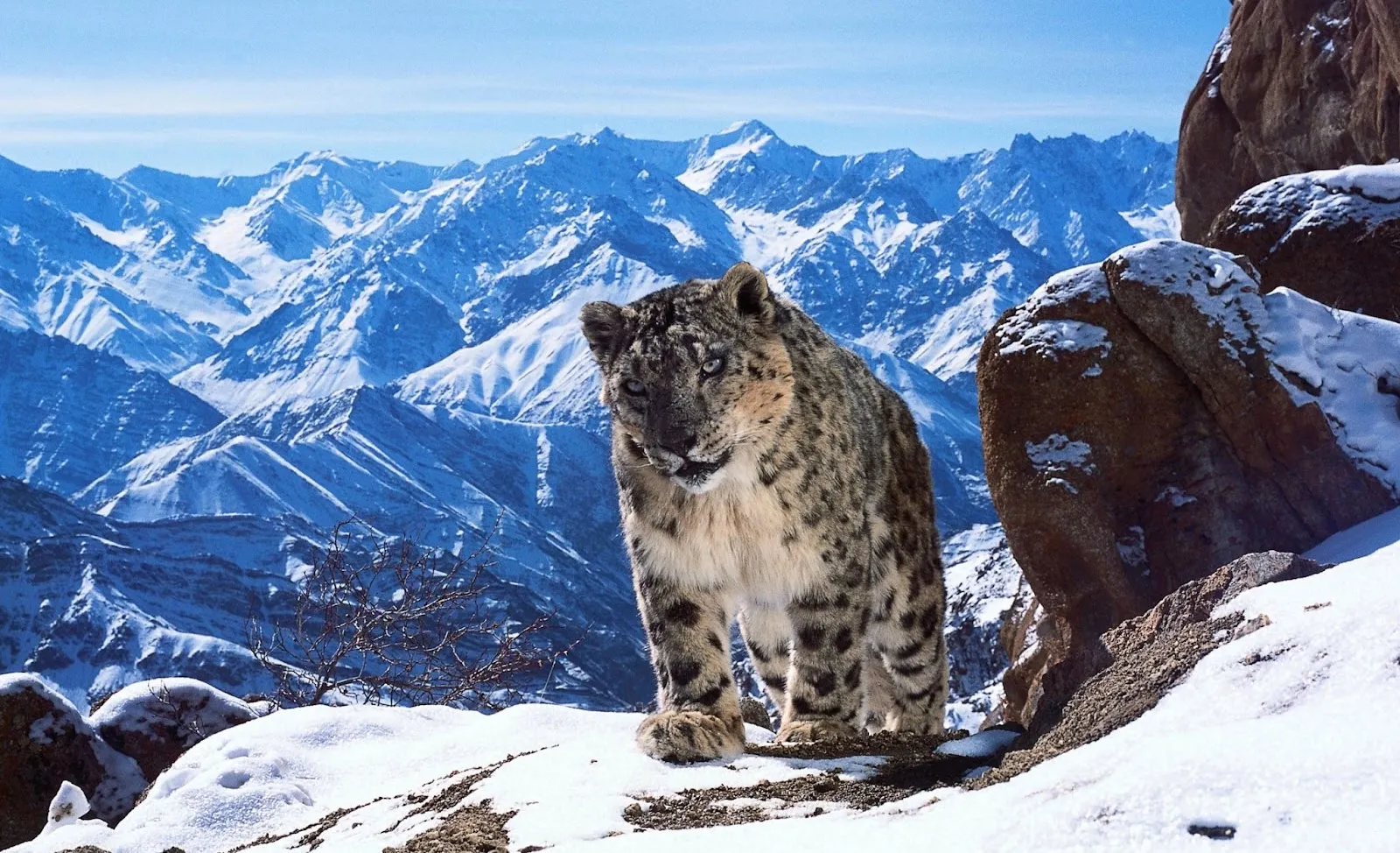 Planet Earth 2. Image: Bbc. Streaming On Britbox.