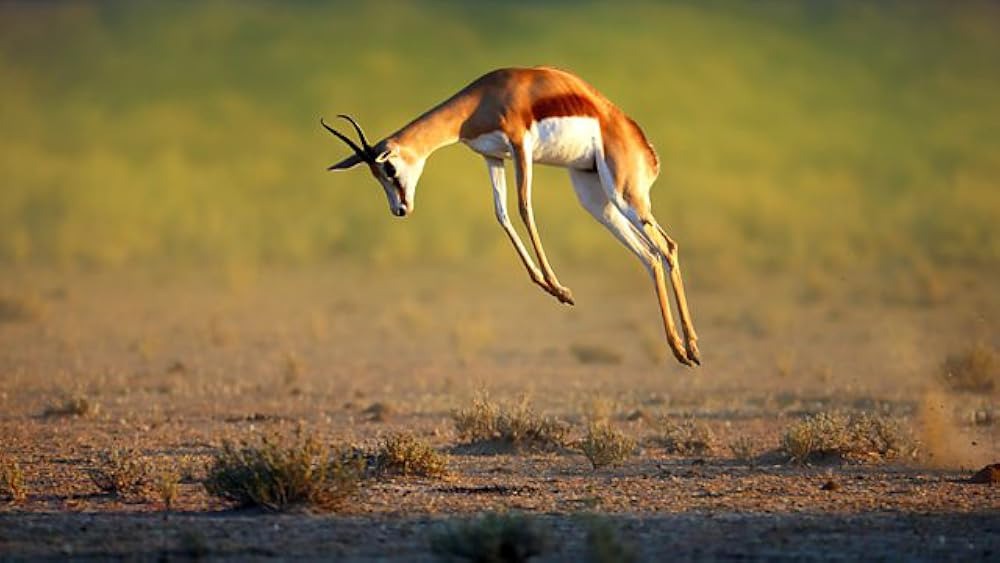 Nature's Greatest Dancers. Image: BBC. Streaming on BritBox.