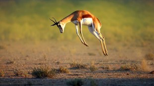 Nature's Greatest Dancers. Image: BBC. Streaming on BritBox.