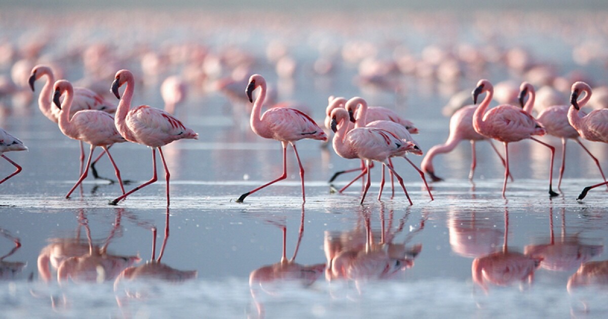 Nature's Greatest Dancers. Image: Bbc. Streaming On Britbox.