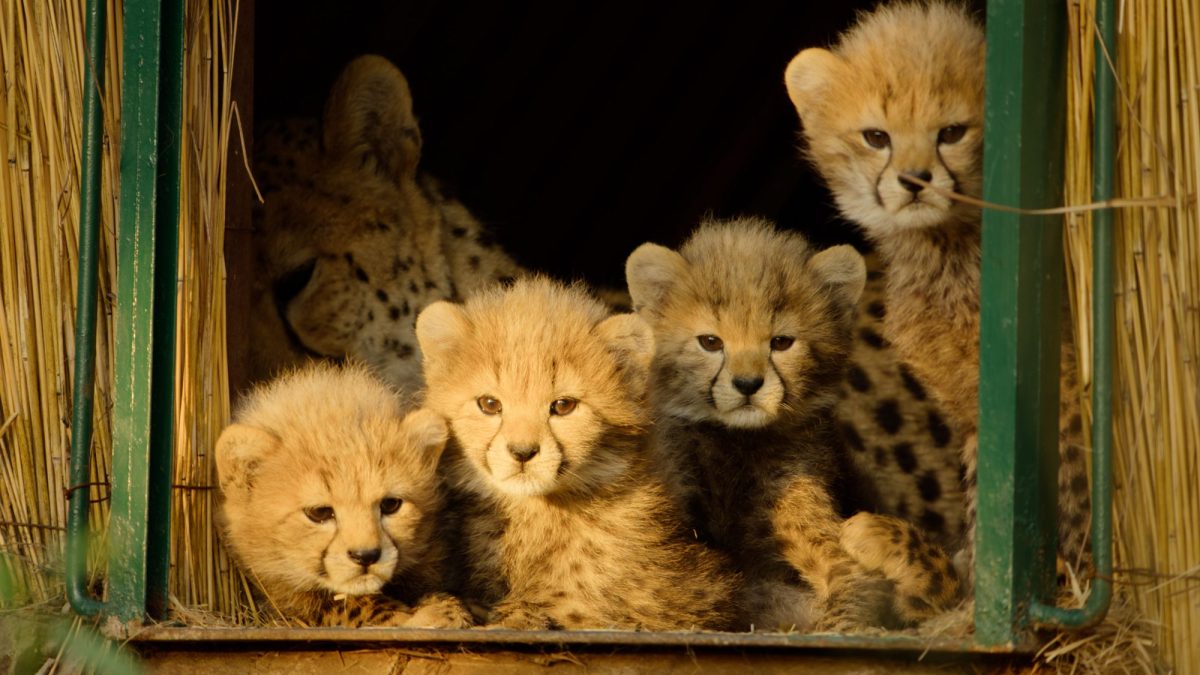 Born to be Wild. Image: Apple TV.