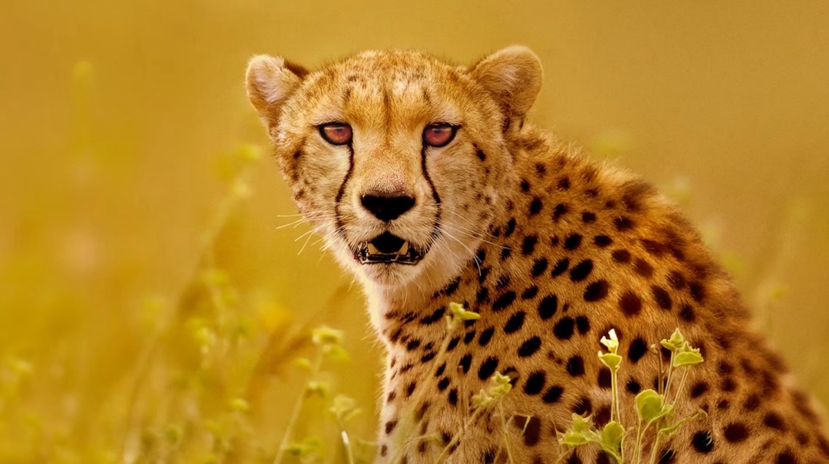 Cheetahs Up Close With Bertie Gregory. Image: Disney+.