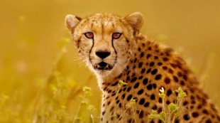 Cheetahs Up Close with Bertie Gregory. Image: Disney+.