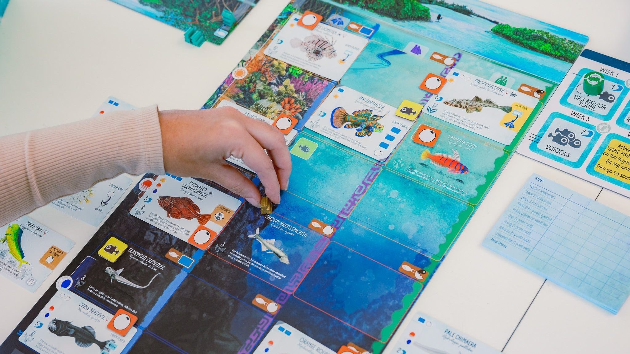 Finspan Game