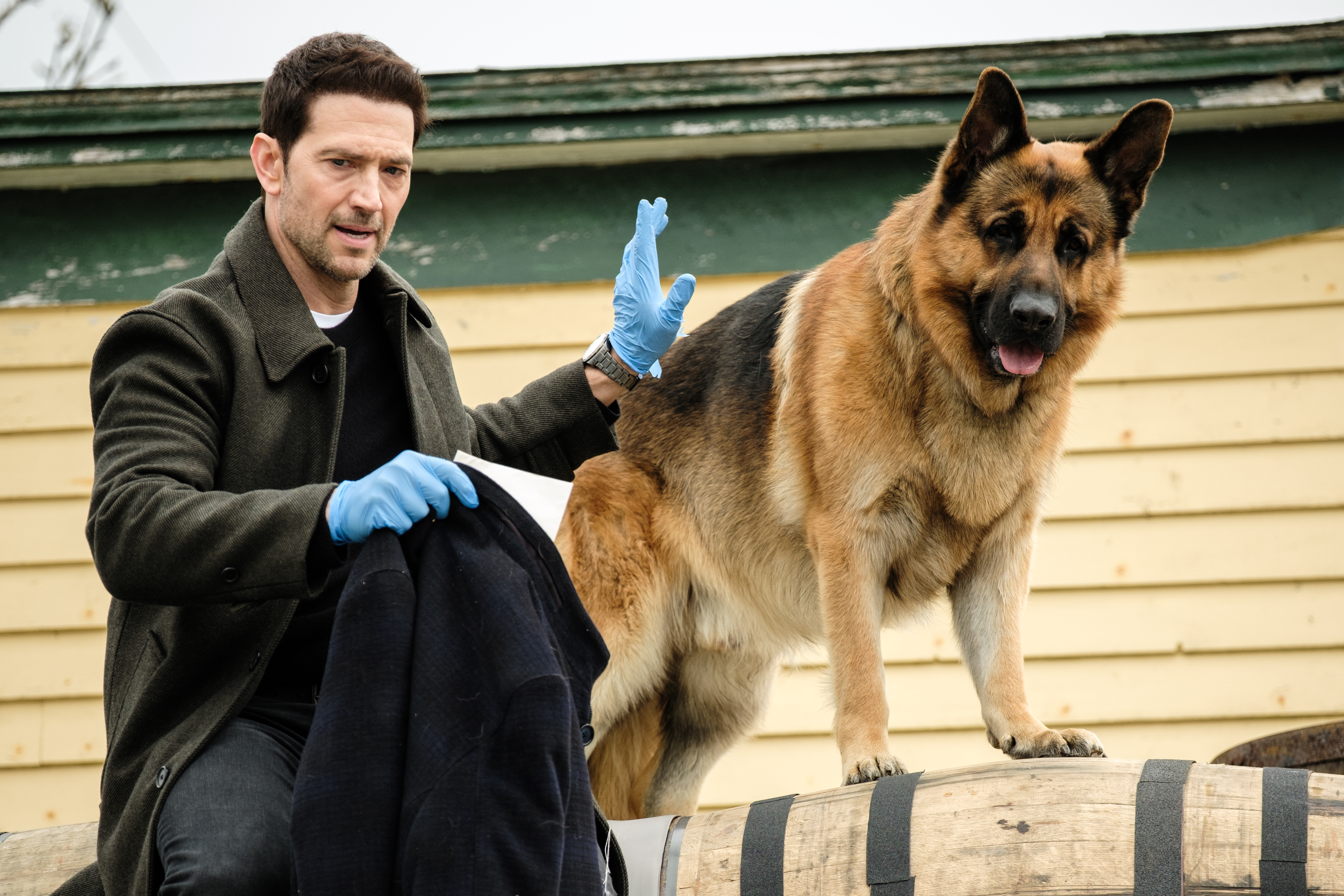Rex Mark SBS On Demand: best new shows streaming March 2026 | ScreenHub: Film ...