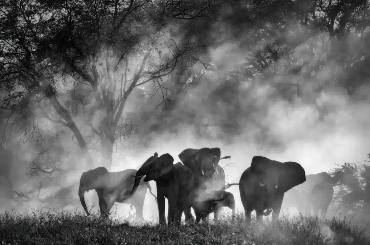 Ghost Elephants. Image: Disney+/ National Geographic.