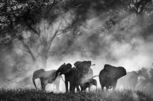 Ghost Elephants. Image: Disney+/ National Geographic.
