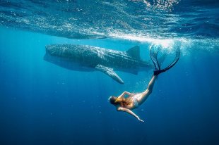 Whale Shark Jack. Image: Stan.