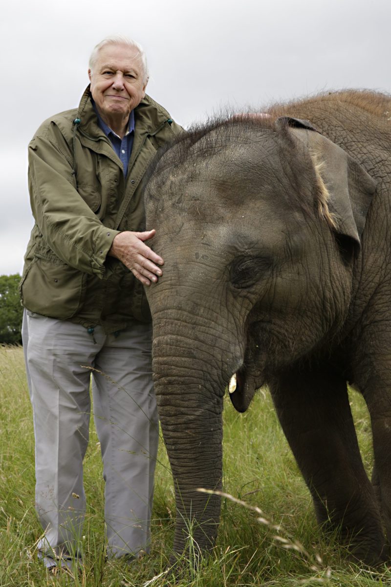 Sir David Attenborough with young Asian elephant. Photo: Ashwika Kapur/ Humble Bee Films.