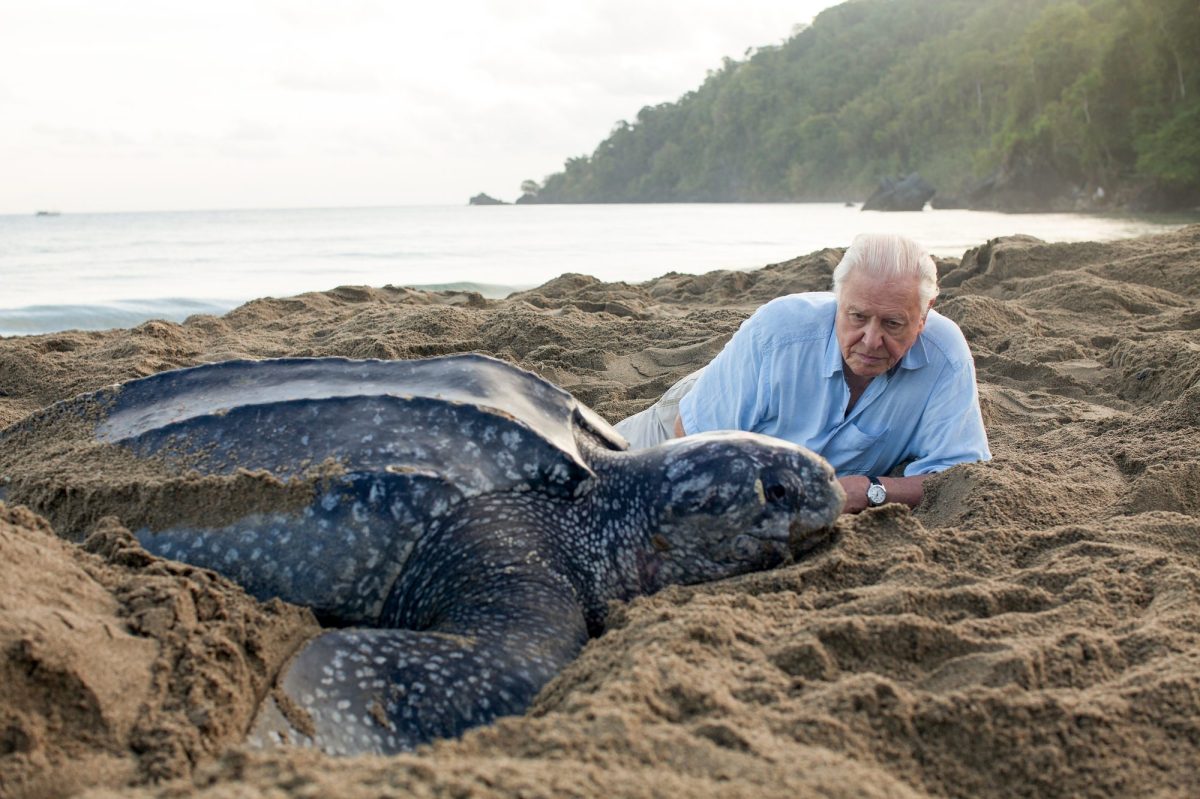 The leatherback turtle. Weighing over half a ton, it's the largest turtle on the planet but globally, its numbers have fallen catastrophically. Sir David Attenborough travelled to Trinidad to meet a remarkable community that are trying to save these iconic giants. Photo: supplied.
