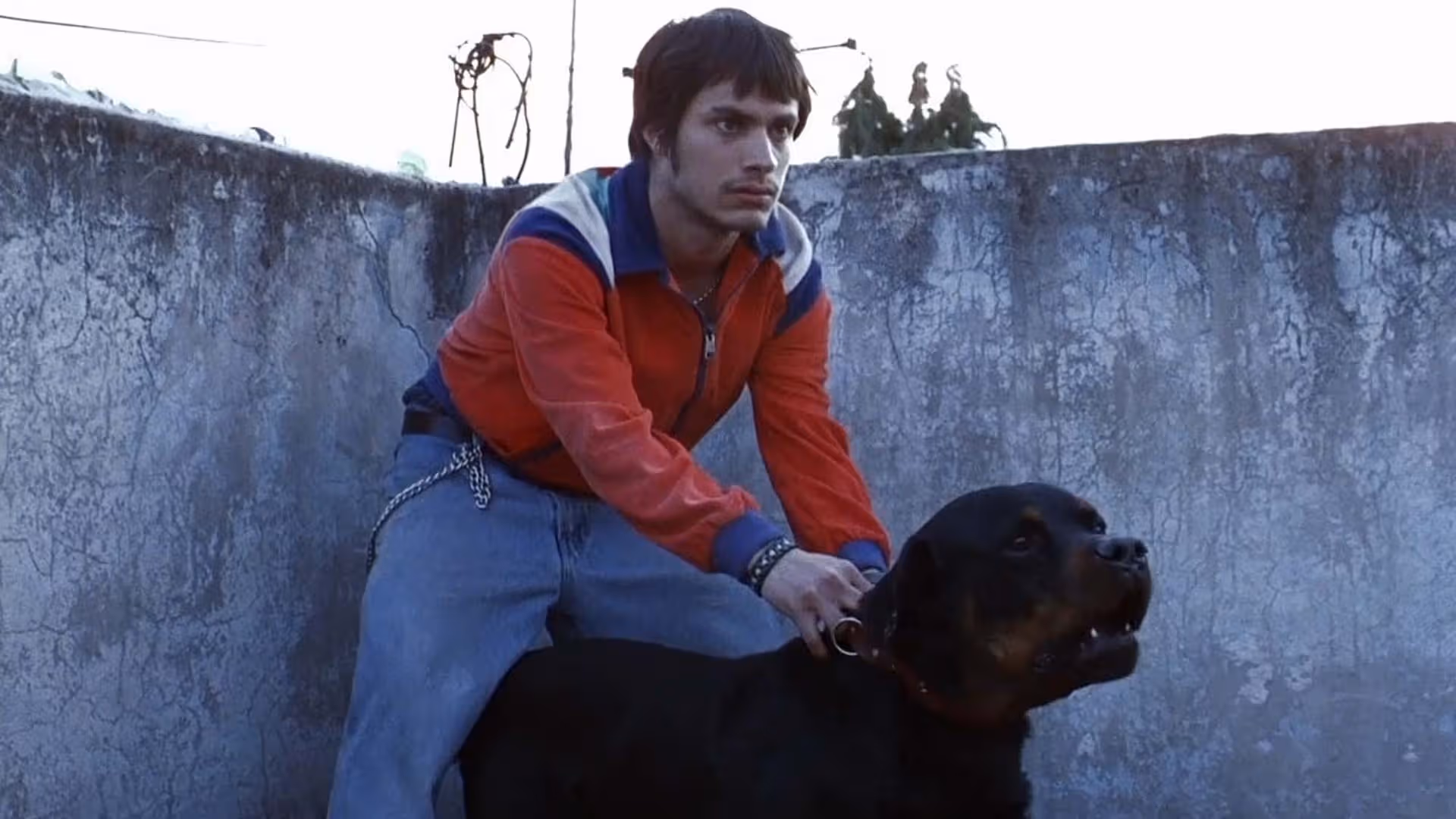 Amores Perros. Image: Nu Vision. Streaming July on MUBI.