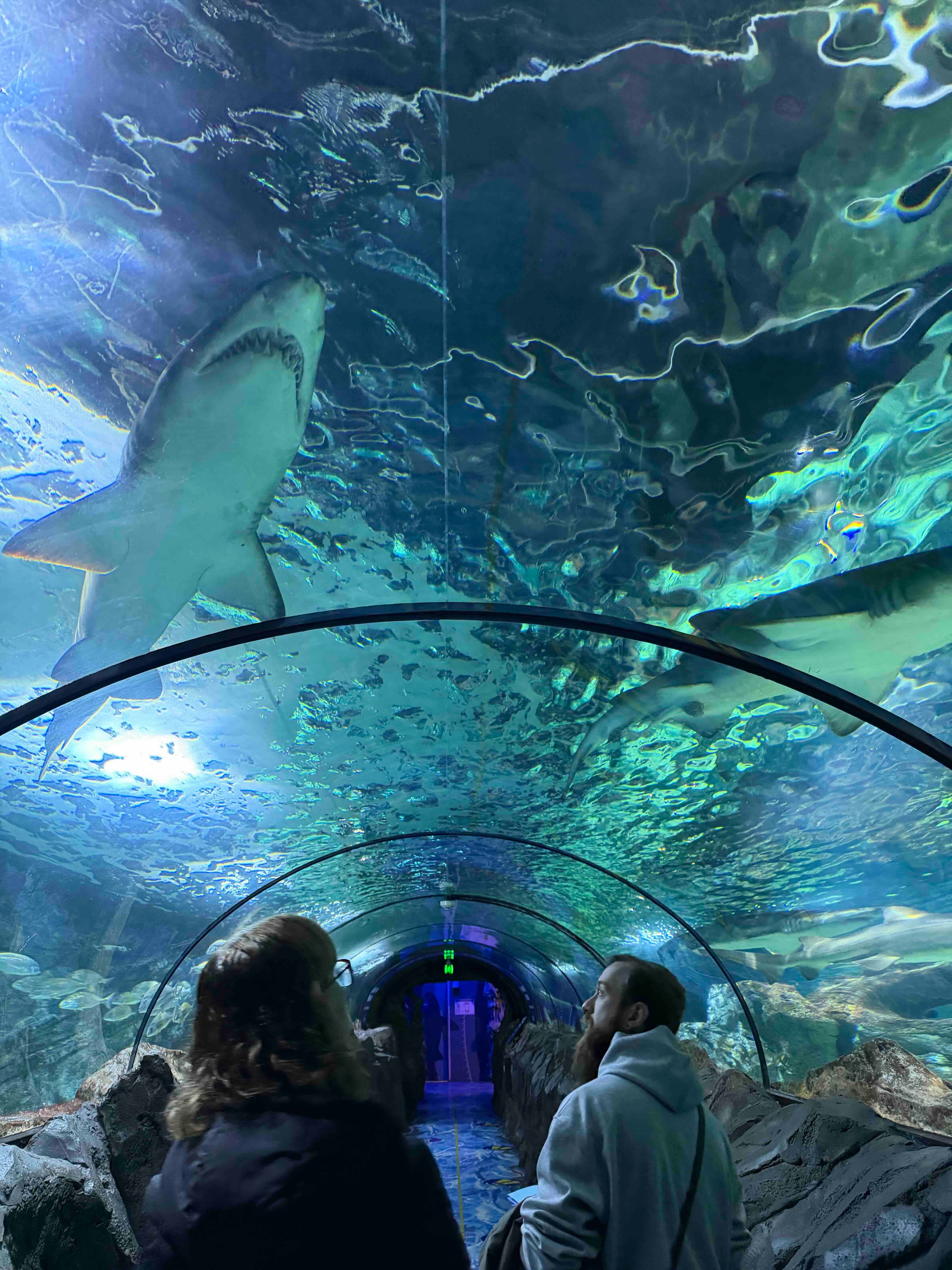 Animal Crossing Sea Life Sydney Aquarium