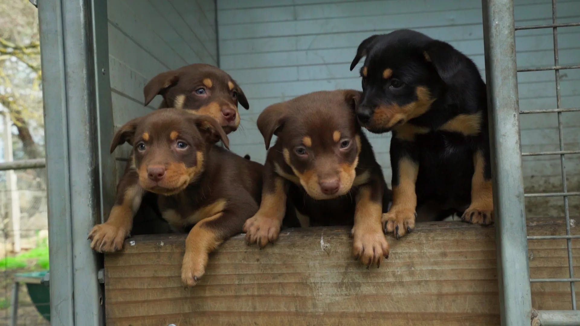 Muster Dogs Abc