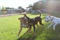 animals dogs in park rspca short film festival