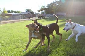 animals dogs in park rspca short film festival